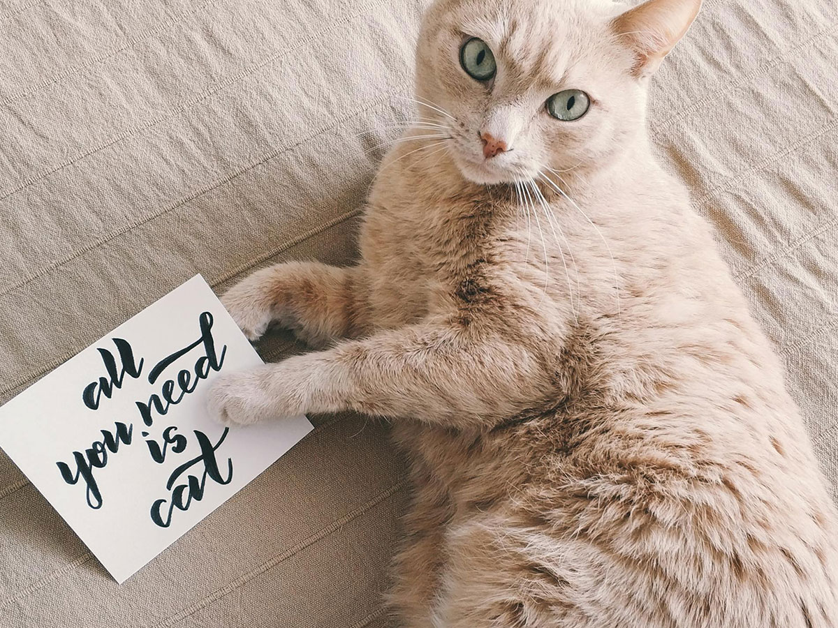 brown cat lying by “all you need is cat” sign