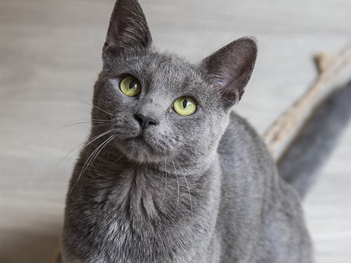 gray cat sitting on wooden floor