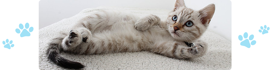 gray tabby kitten lying on soft surface