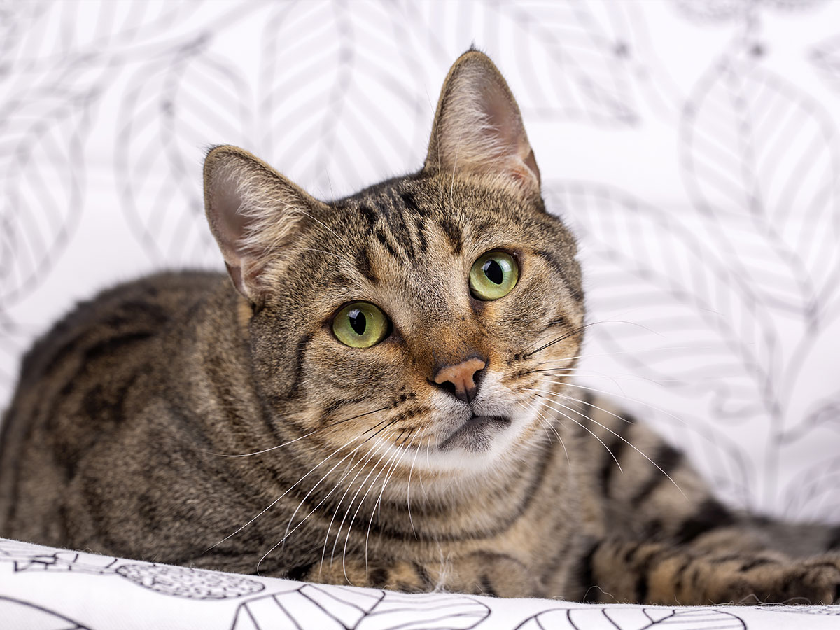 striped cat lying on printed textile