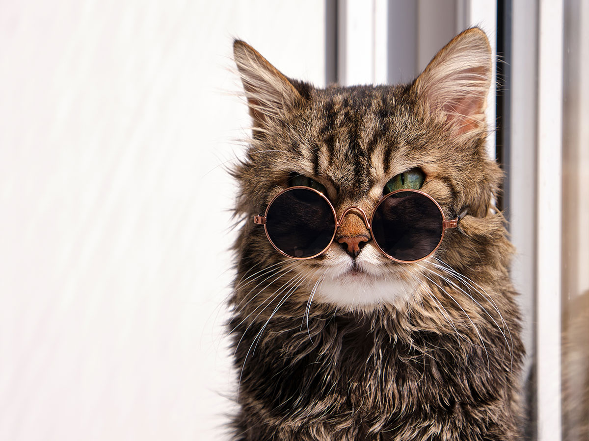 tabby cat with sunglasses