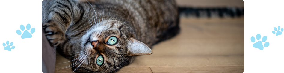 brown tabby cat lying on wooden floor