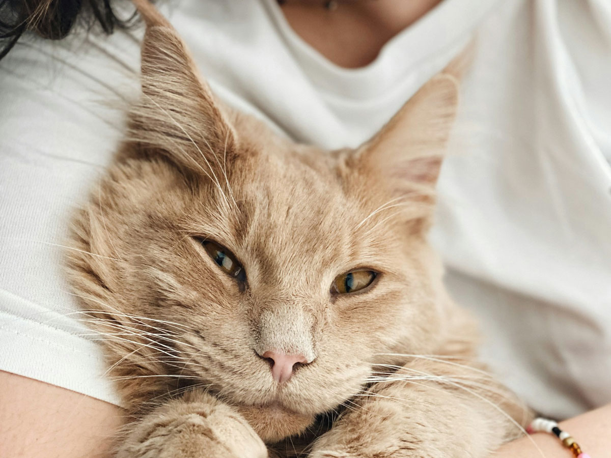 woman holding orange tabby cat