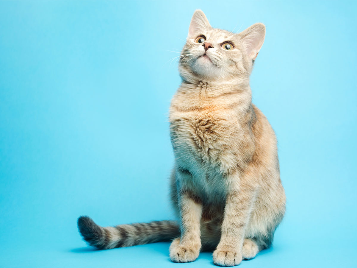 cat seated in front of a blue background