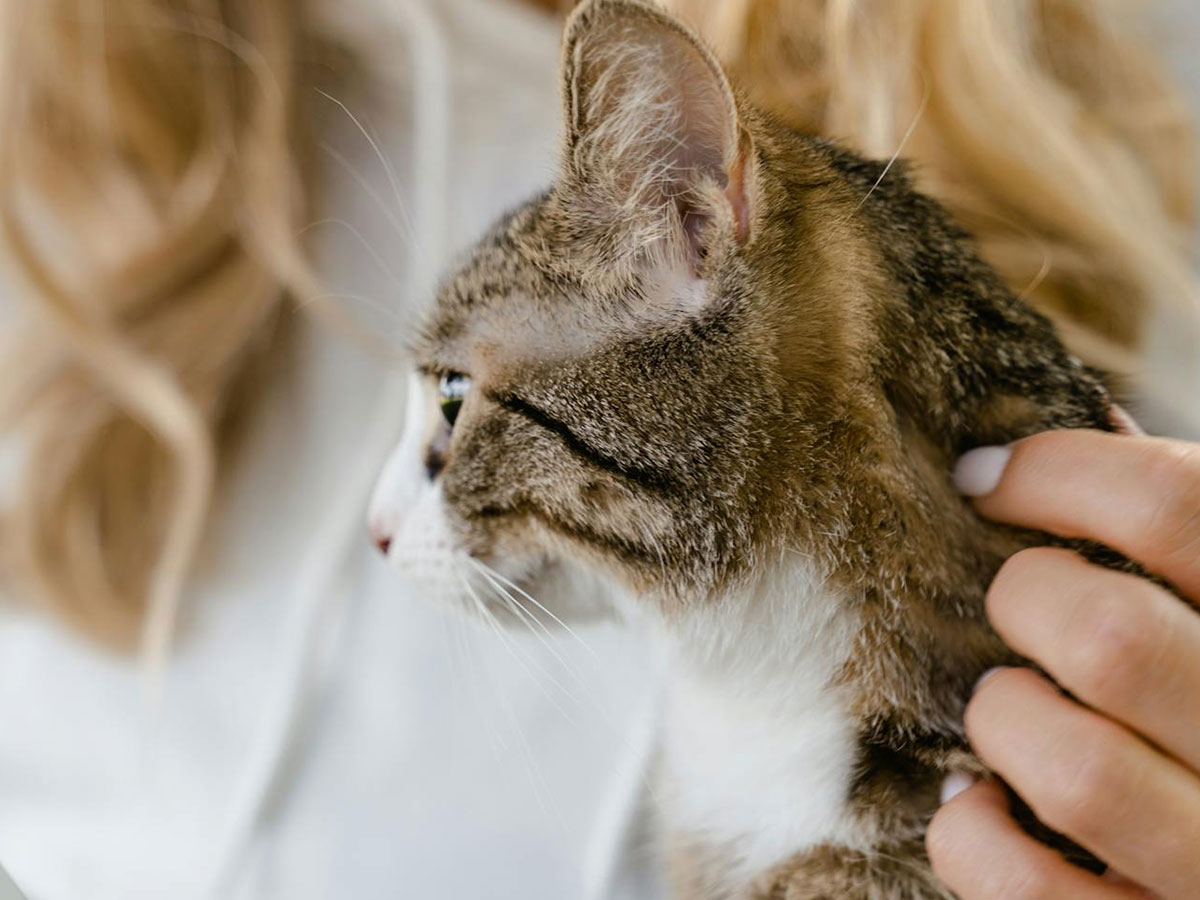 close-up of woman petting cat