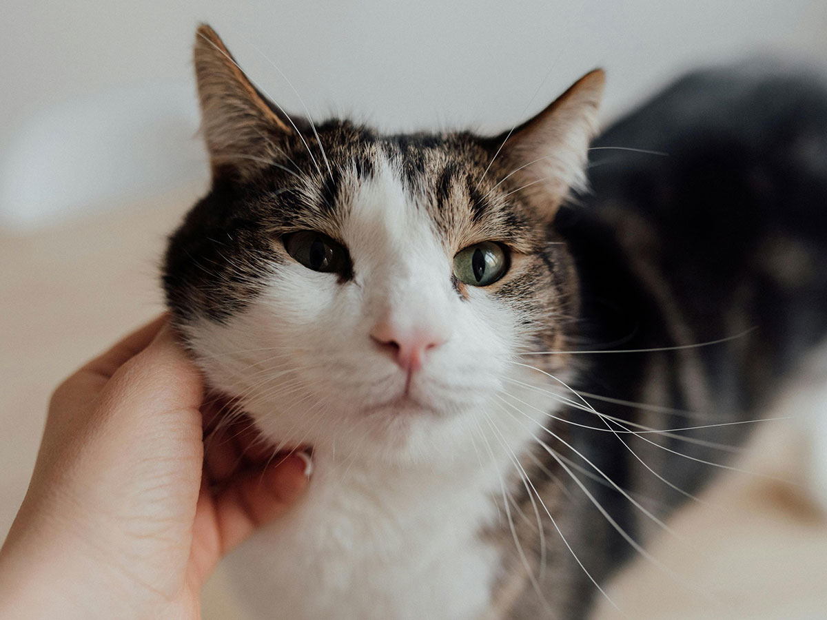 hand stroking tabby cat’s chin