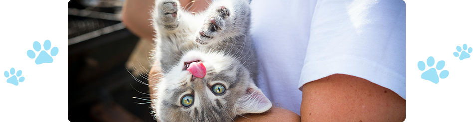 person in white shirt holding gray tabby cat