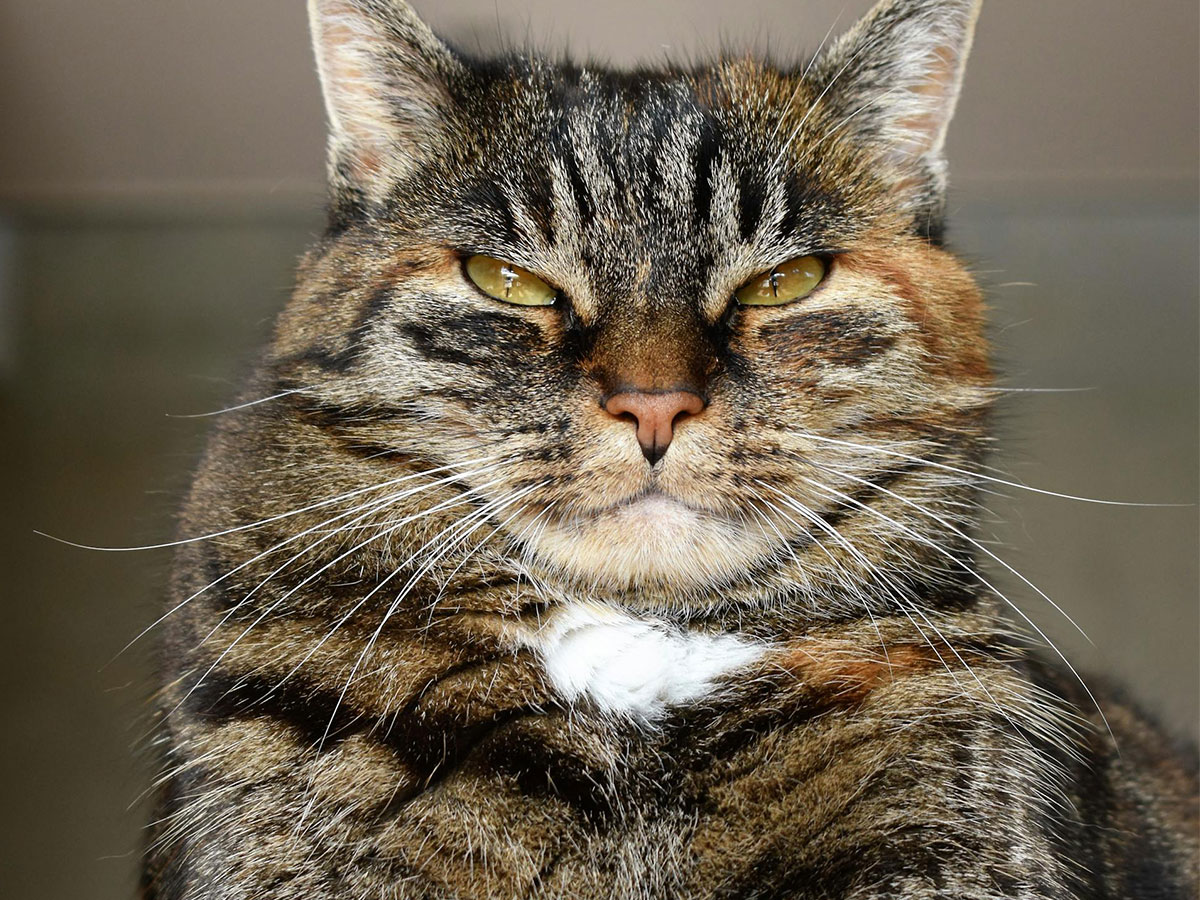 tabby cat with paws crossed