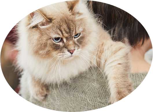 person holding Siberian cat over their shoulder