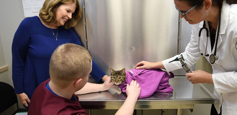 cat in the Cozy Comfort Carrier lying on metal table in vet’s office