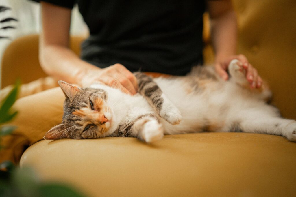 cat lying on a couch with person