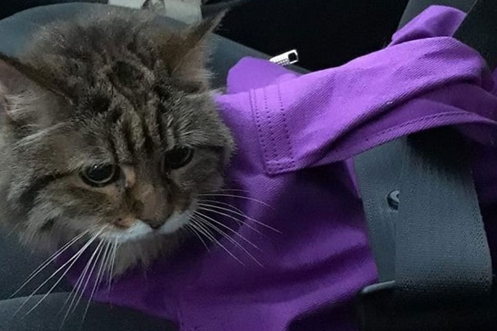 A cat in a fabric carrier secured on the car sea