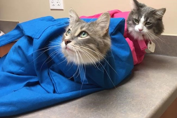 Two cats in blue and pink cat restraint bag