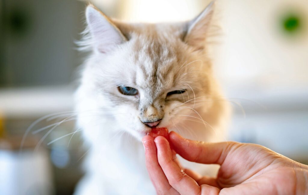 person giving cat small treat