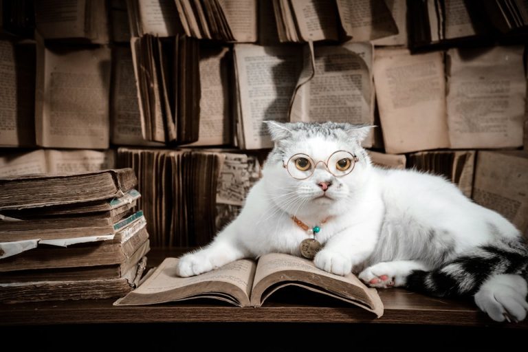 A cat with glasses reading a book