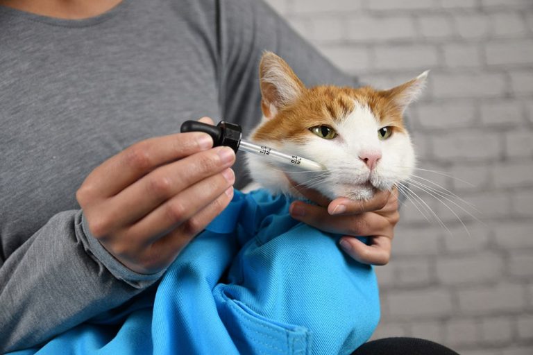 cat receiving medication in a blue carrier