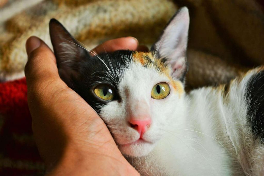 Cat resting his head in a hand