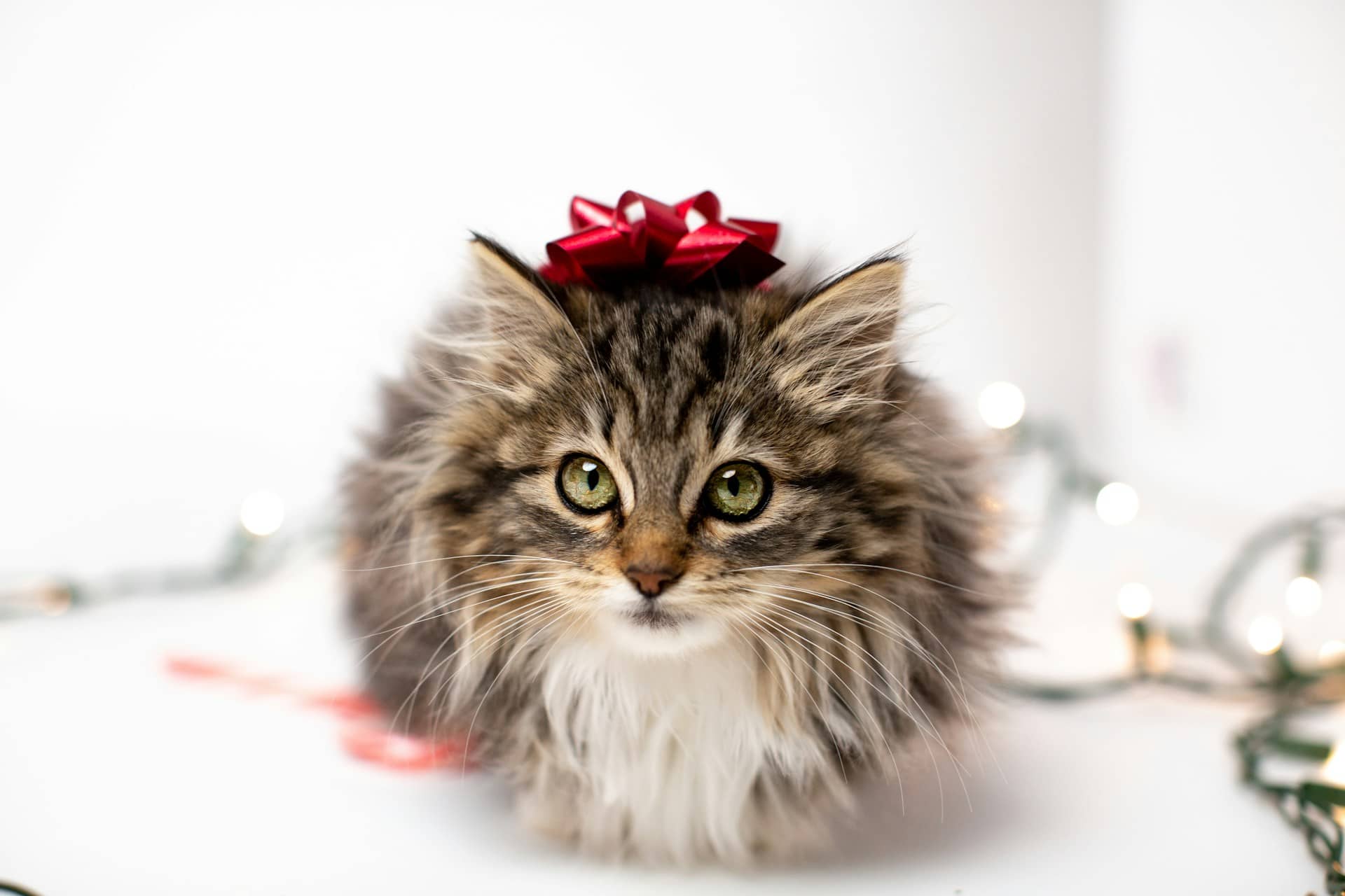 cat with gift bow on its head