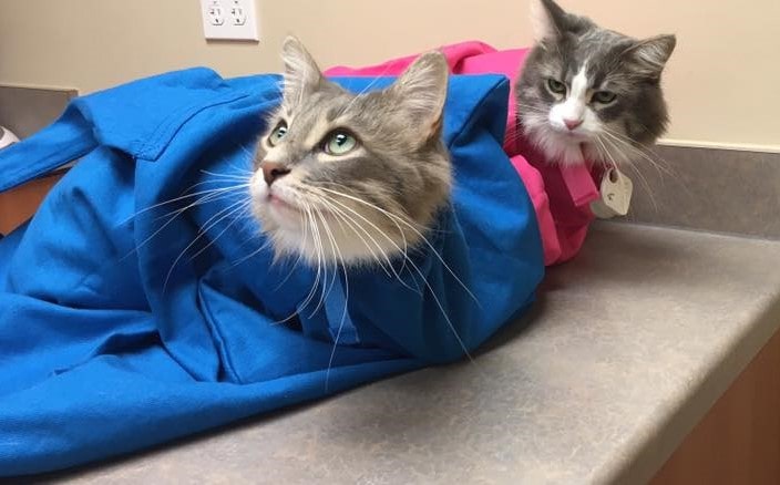 two cats in soft carriers