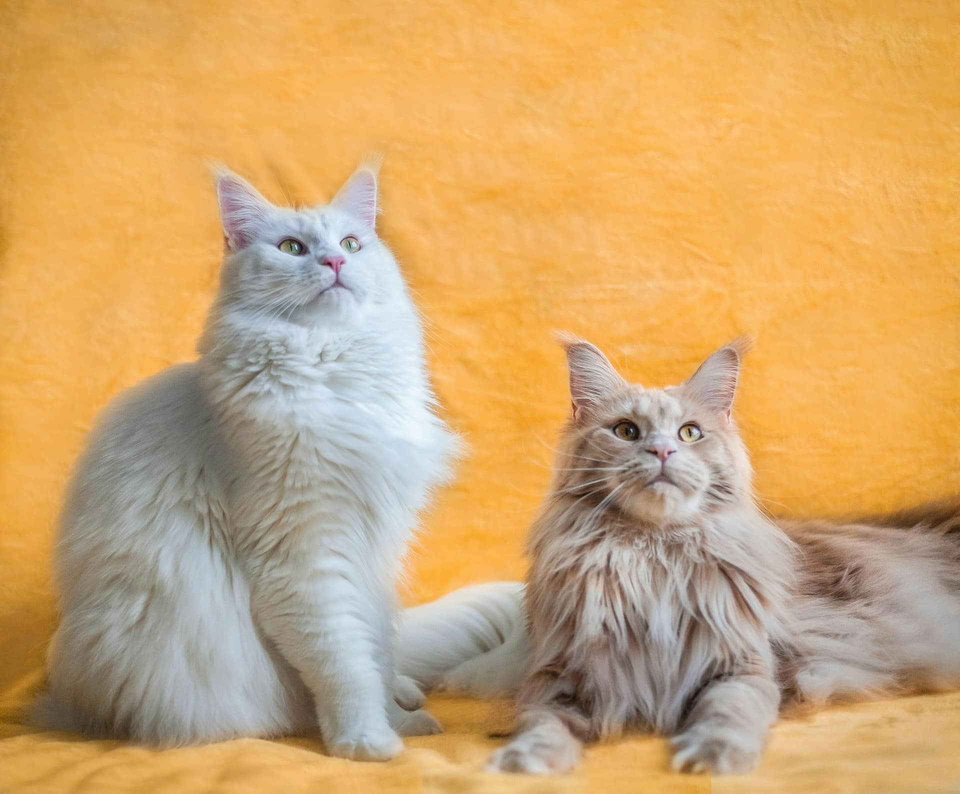 two maine coon cats posing