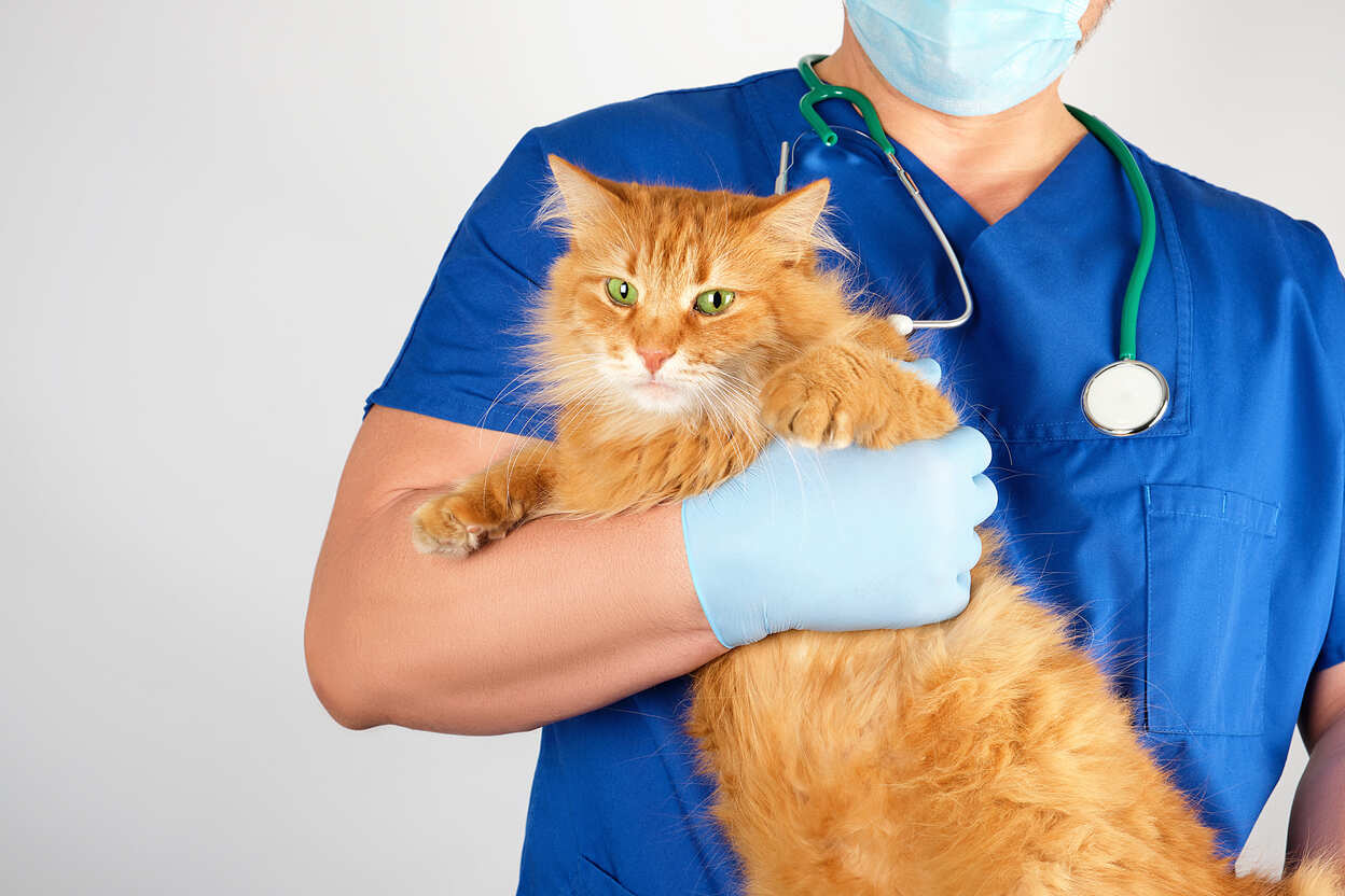 vet in a blue uniform holds an adult fluffy red cat