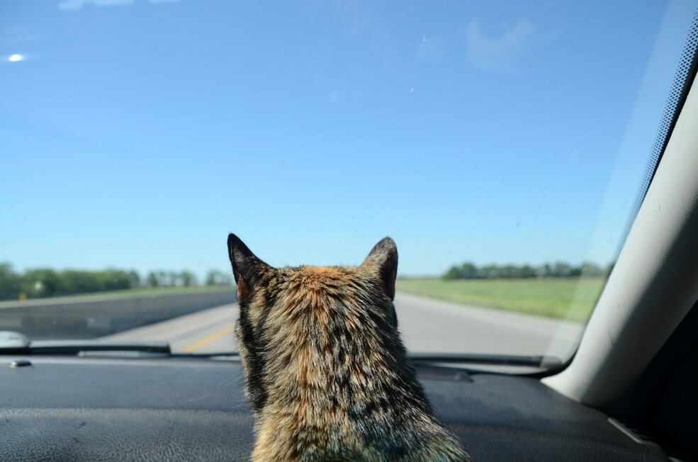 cat staring out car window