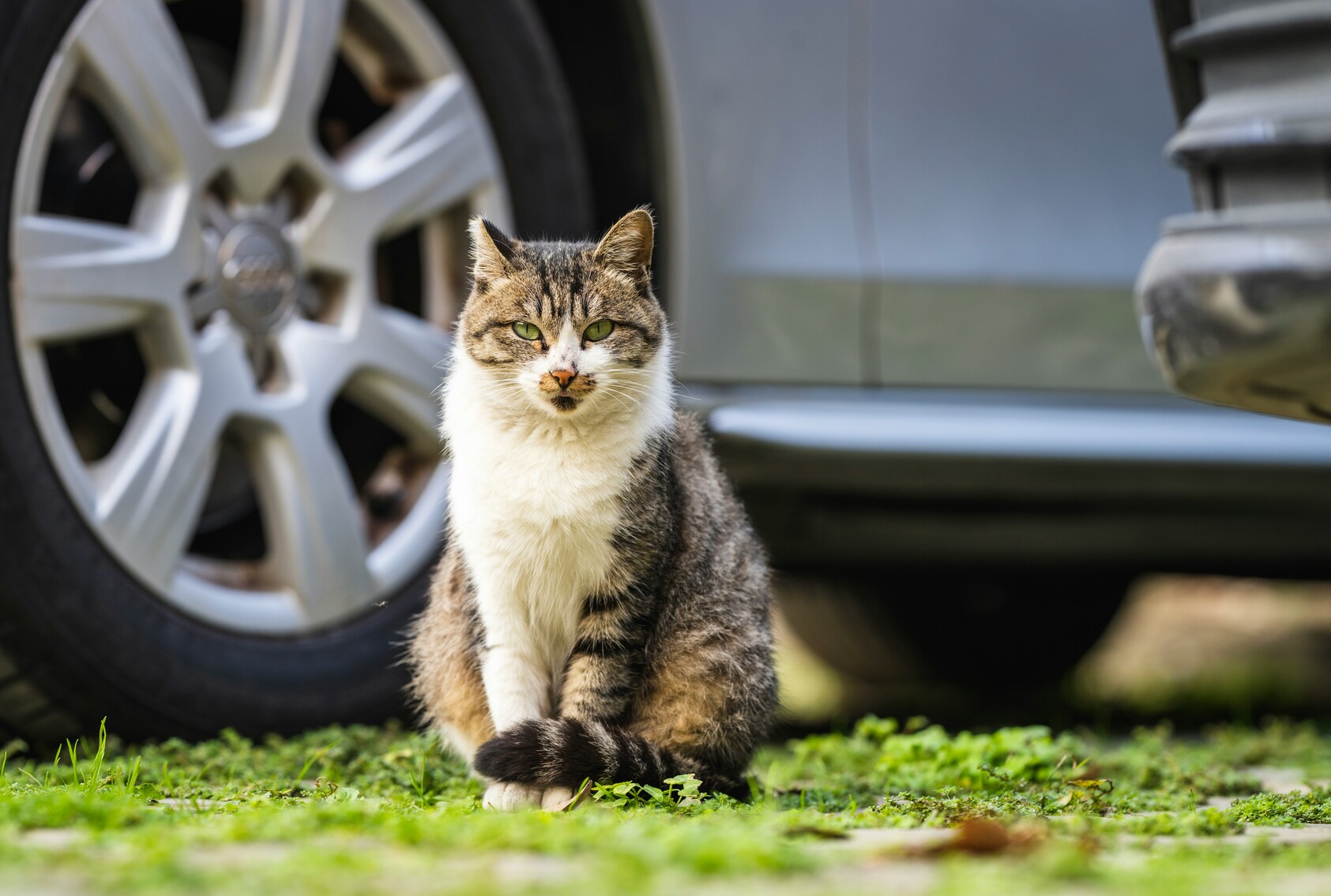 cat sitting on grass in front of car