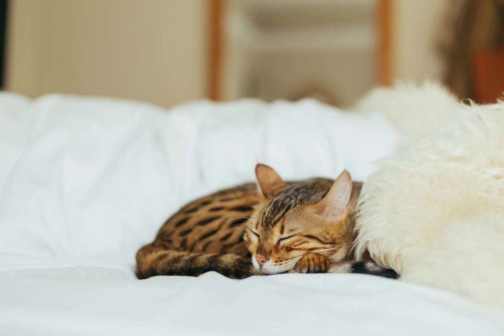 kitten sleeping on soft surface