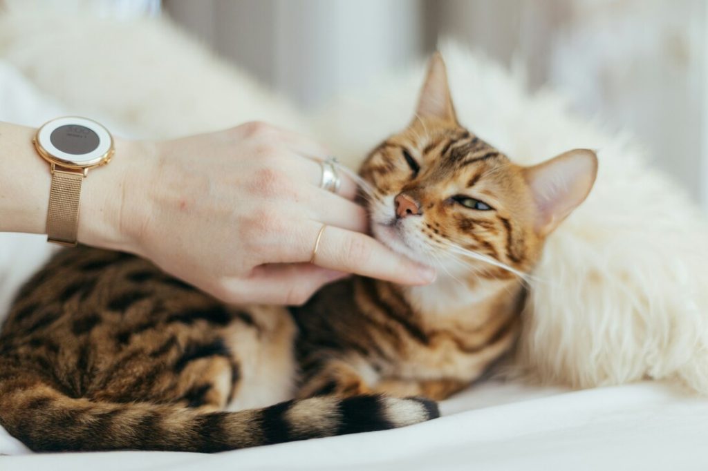 person petting cat on blanket