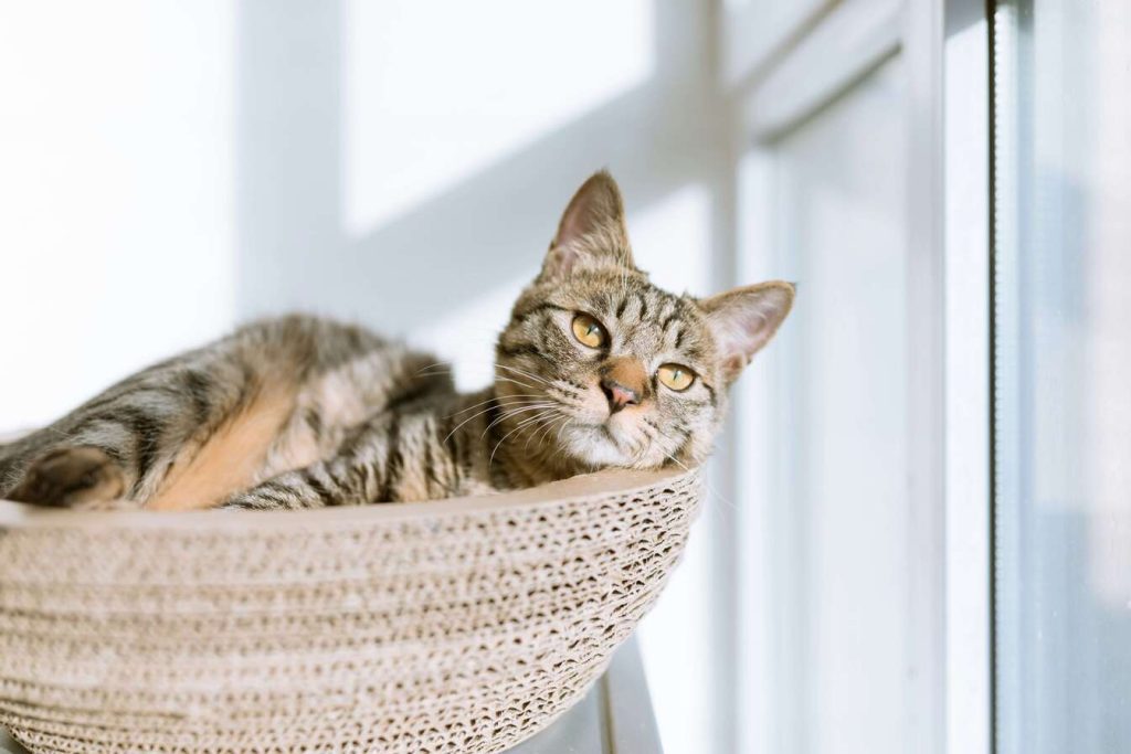 tabby cat sitting in basket by window