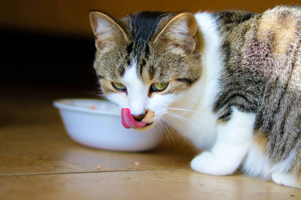 tabby cat with food bowl