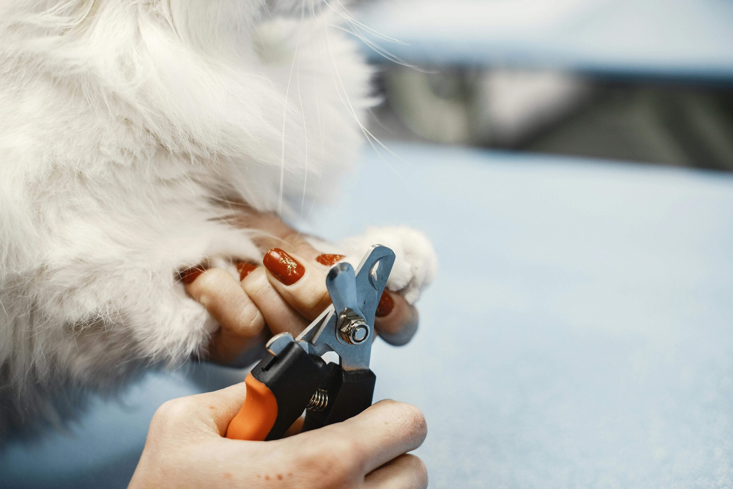 person cutting cat’s nails with clippers