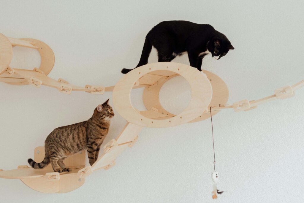 cats playing on wall-mounted cat furniture