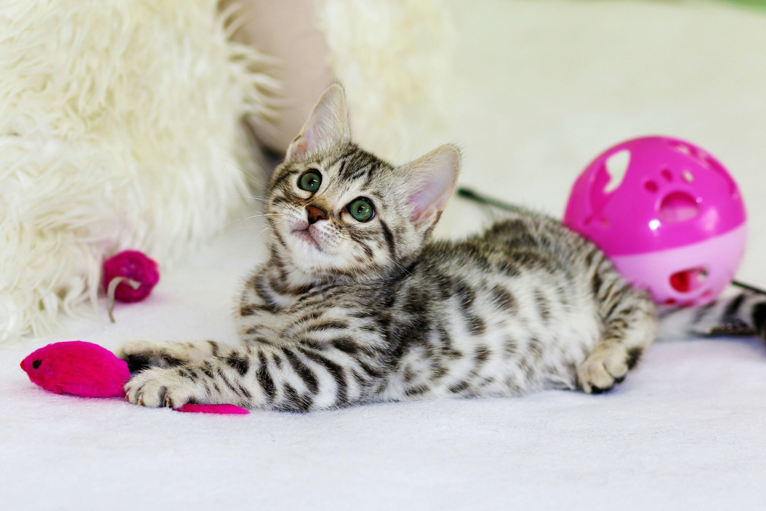 gray kitten sitting with cat toys