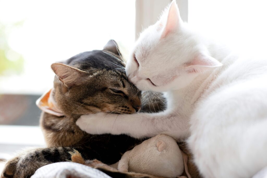 white cat grooming brown cat while lying down