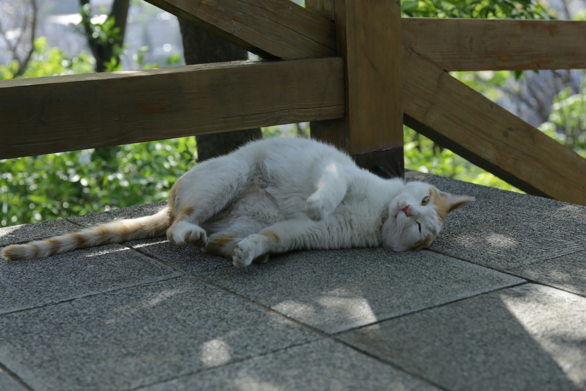 white cat laying outdoors in the shade