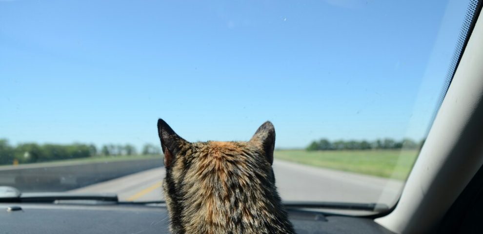 cat staring out car window