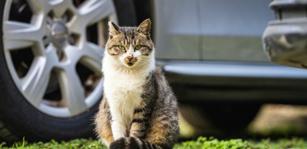 cat sitting on grass in front of car