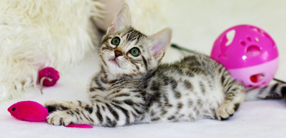 gray kitten sitting with cat toys