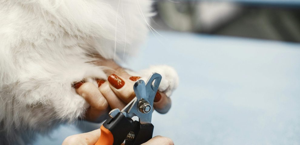 person cutting cat’s nails with clippers