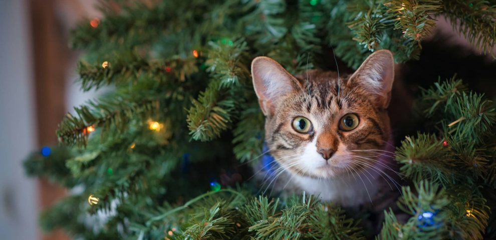 tabby cat in a Christmas tree