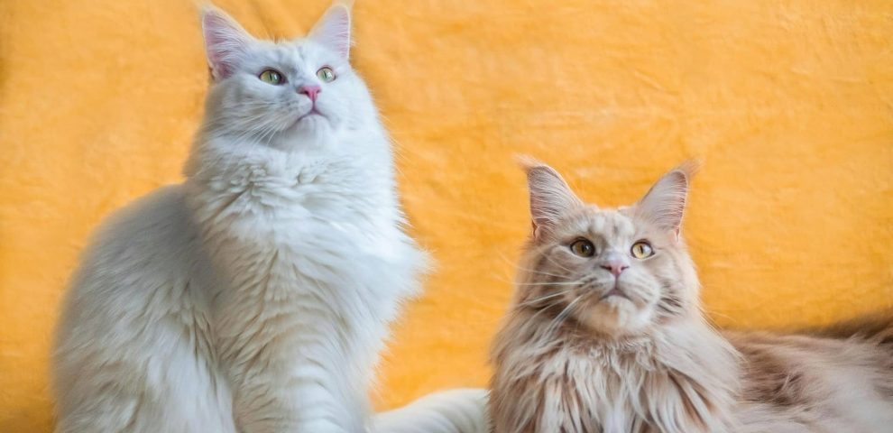 two maine coon cats posing