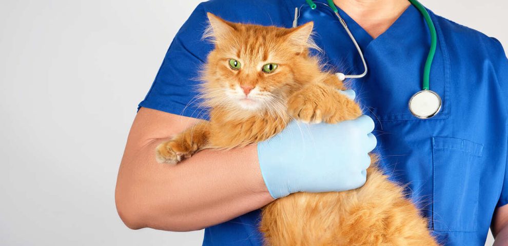 vet in a blue uniform holds an adult fluffy red cat